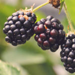 homemade blackberry wine recipe